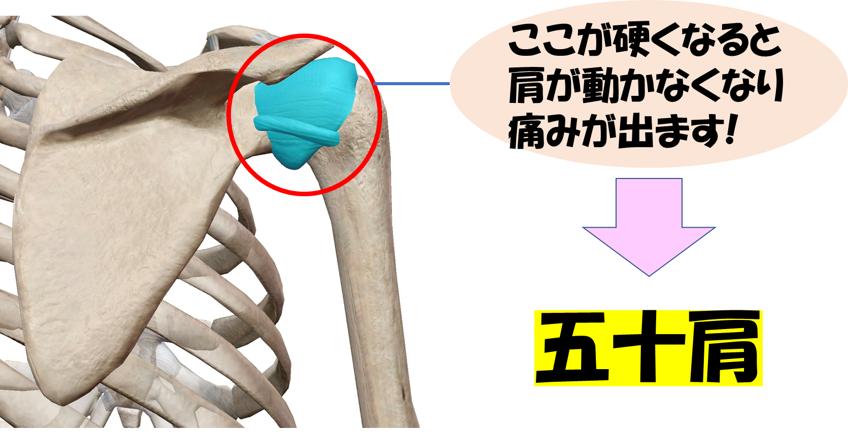 肩の構造